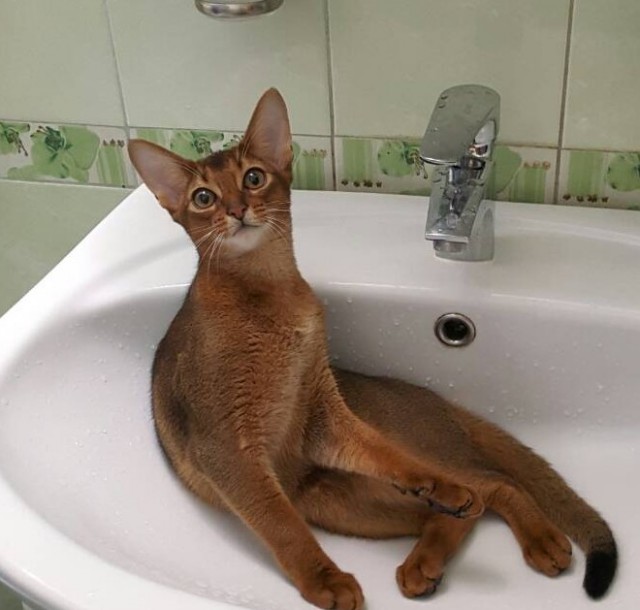 Котовторник