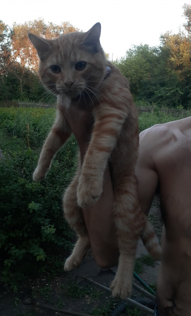 К котовторнику. Два коротких видео, с разницей в полгода.