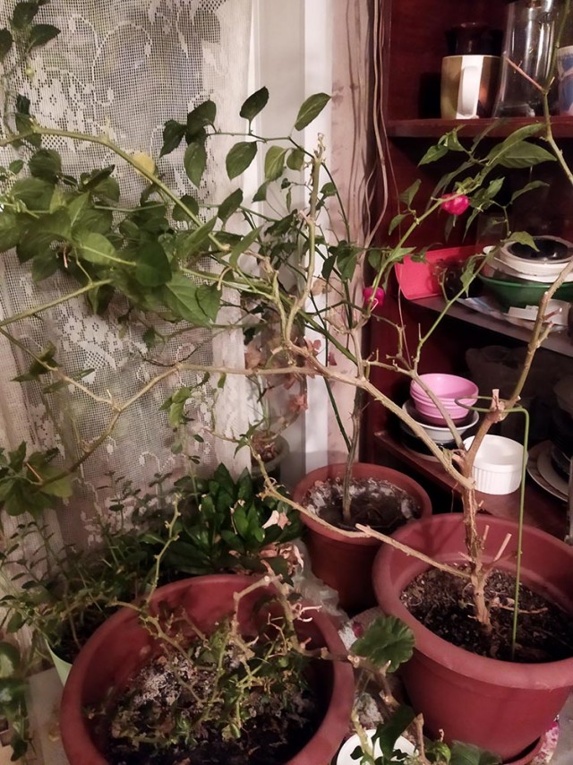 Сентябрь, и снова о перцах