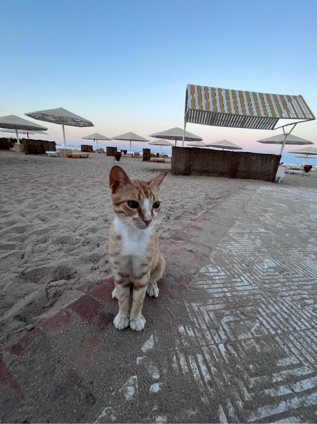 Немного фоток из поездки в Египет