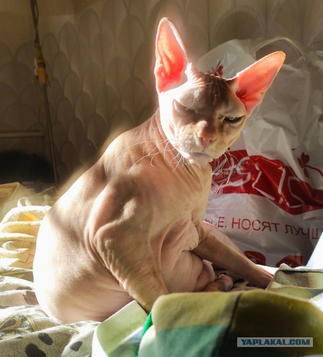 Мои Кошаки в Котовторник