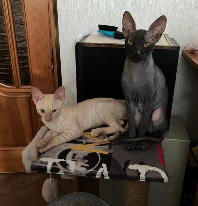 Котовторник.Наши модели