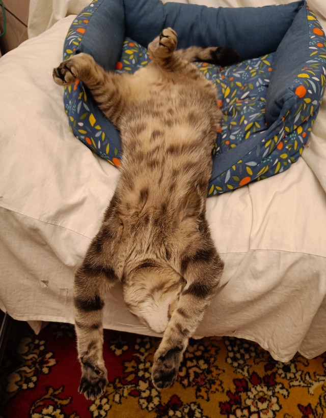 Дурацких фото котов тред