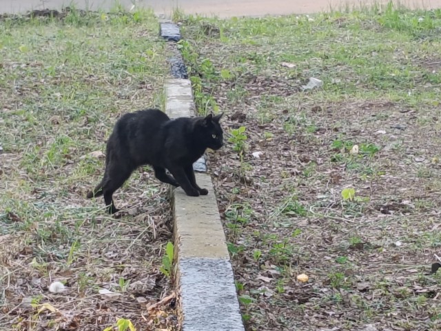 Свидание с милфой(котовторник)
