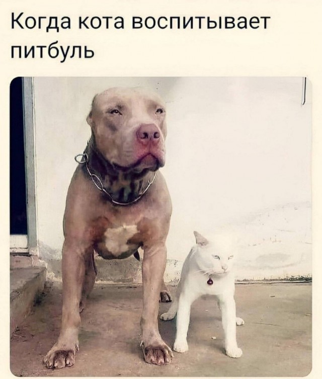 Веселые картинки в пятницу (10.07)