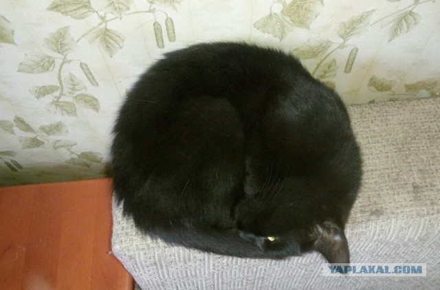 Фотки красивого кота.