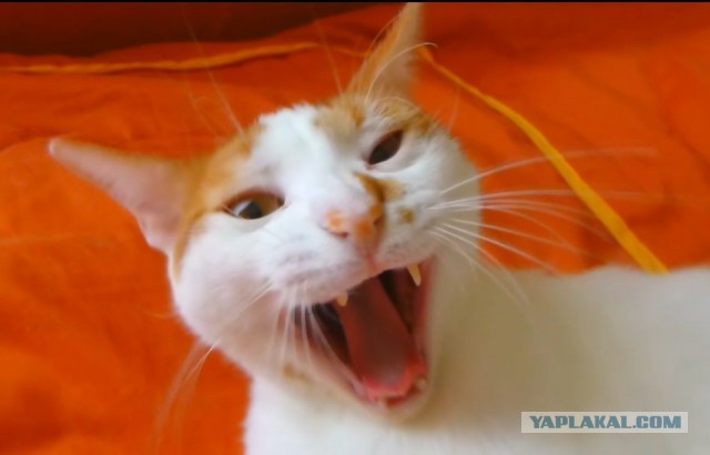 Вот так вот... с КОТОМ