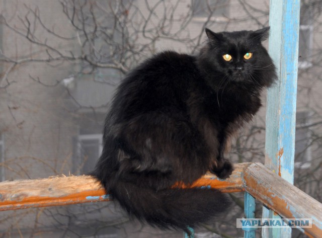 Котовторник   31.12.  2013