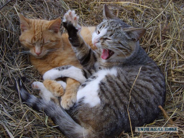 Котовторник 25.02.2014