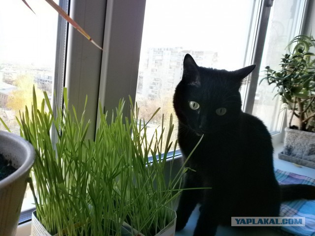 Котовторник 18.03.2014