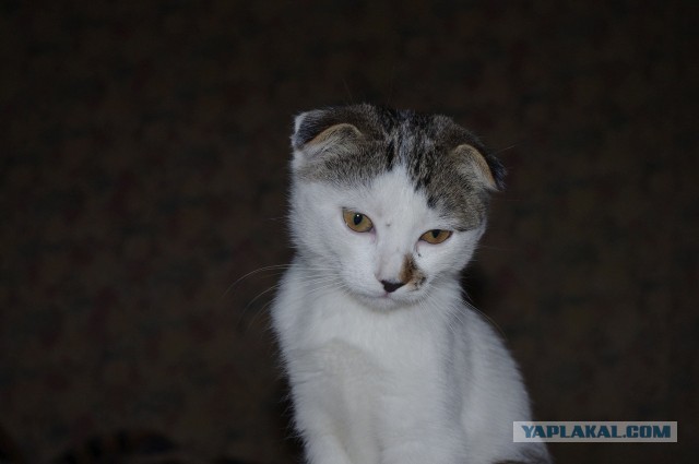 Котовторник   15.04.2014