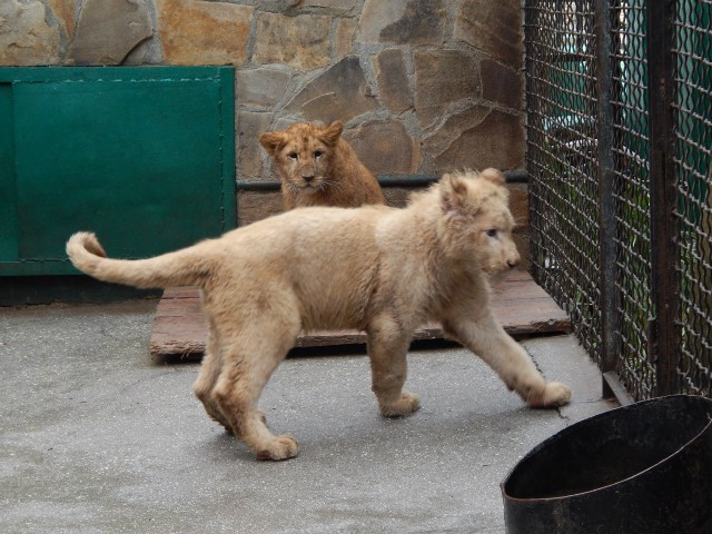 Котовторник  08.07.2014