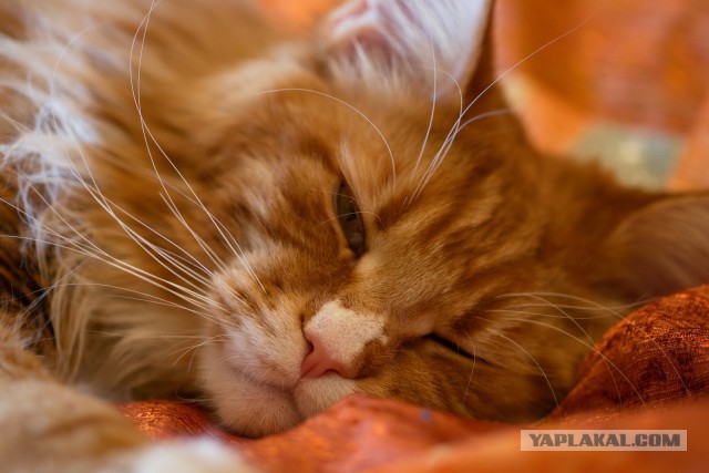 Котовторник 02.09.2014