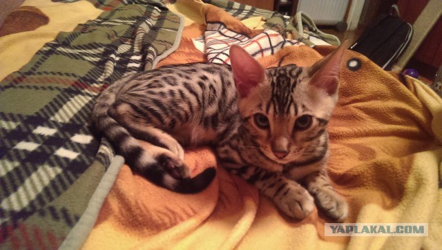 Котовторник 02.09.2014