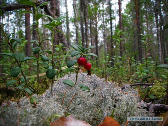 Утро в бору.