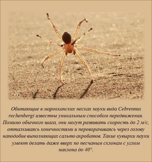 Пёстрые Факты