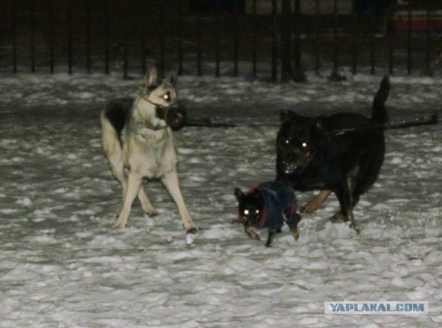 Прогулять сабакина..