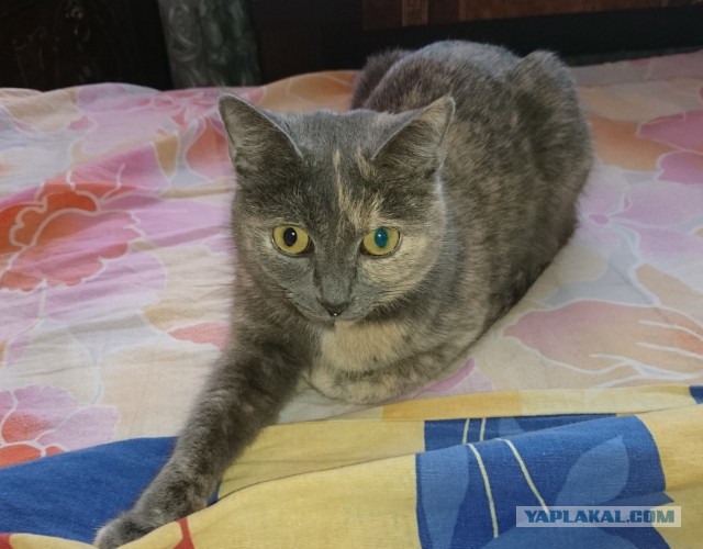 Про Тучку, которая стала Дымкой