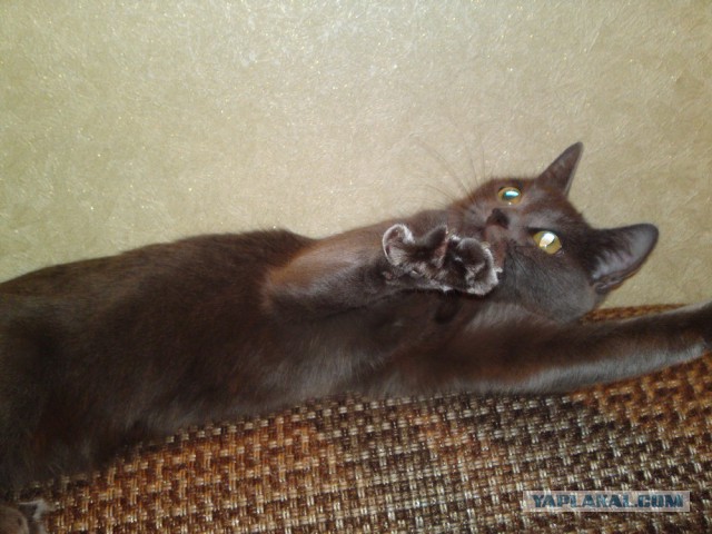 Котовторник на вторник, Котовторник