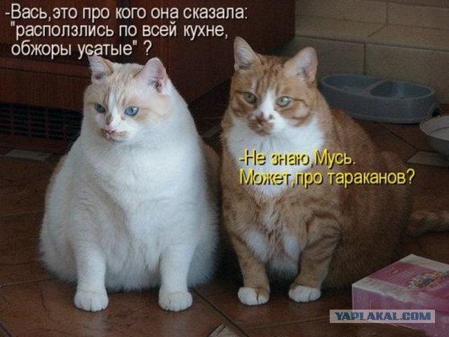 Забавные картинки из Сети