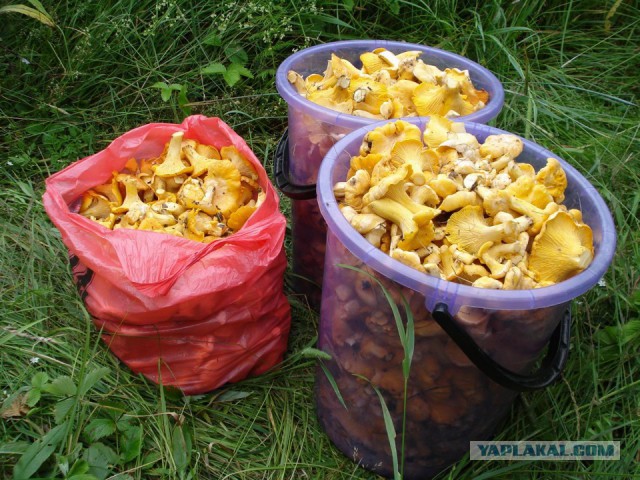 Про грибы