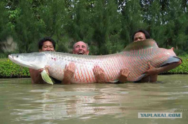10 самых крупных пресноводных рыб мира