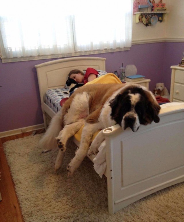 Весёлые картинки