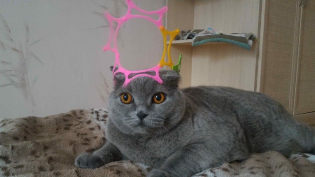 Котовторник 03.01.2017, первый в 2017!