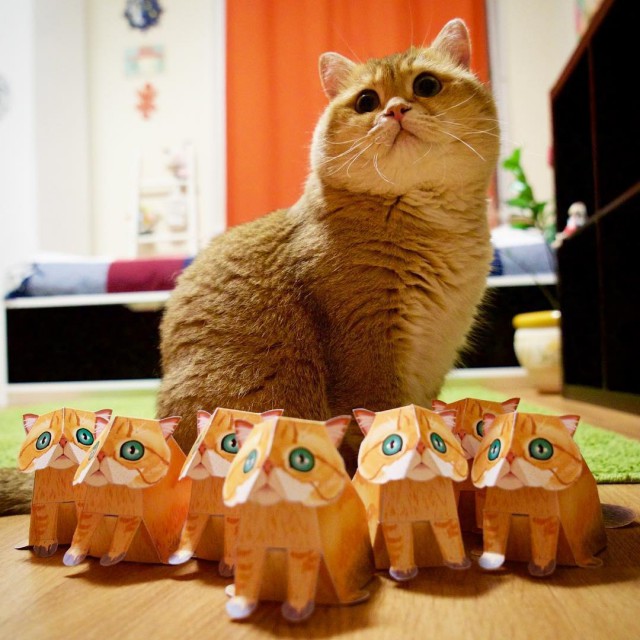 Коты из сети