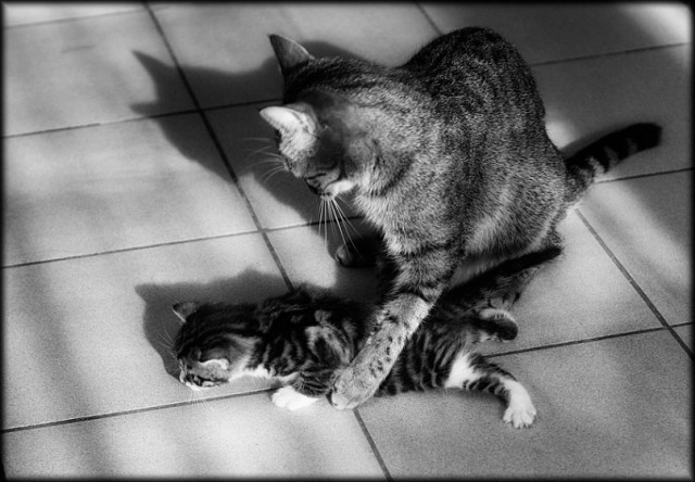 Коты и Кошки