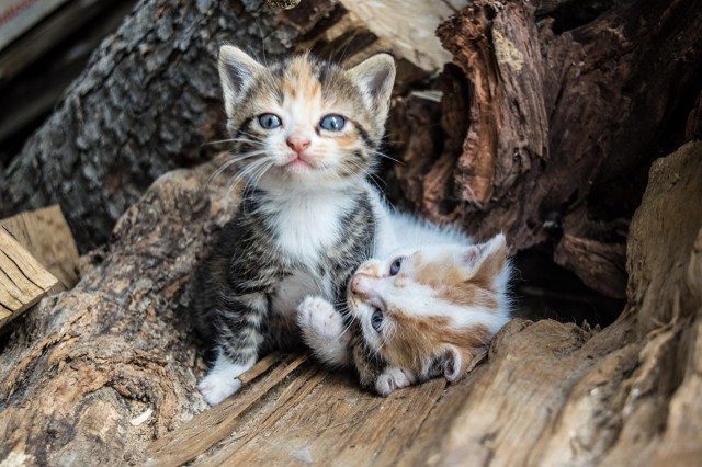 Коты и Кошки