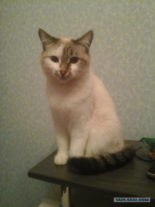 Кошачье пополнение
