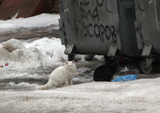 Коты и Кошки