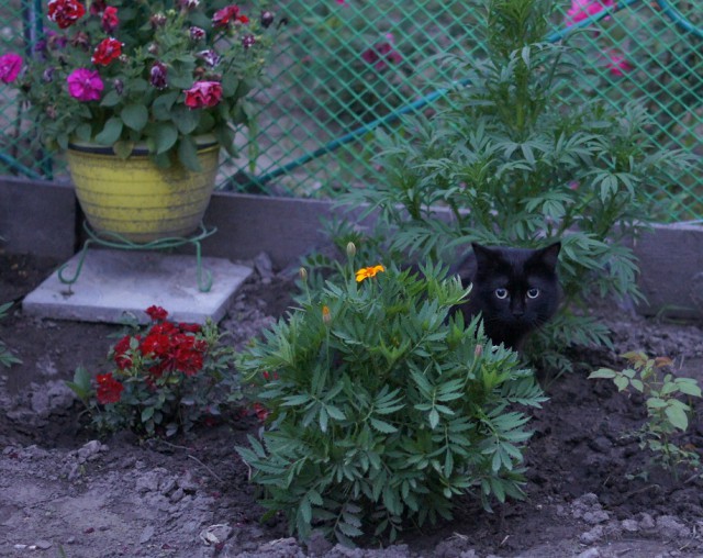 Котовторник 18.07.2017