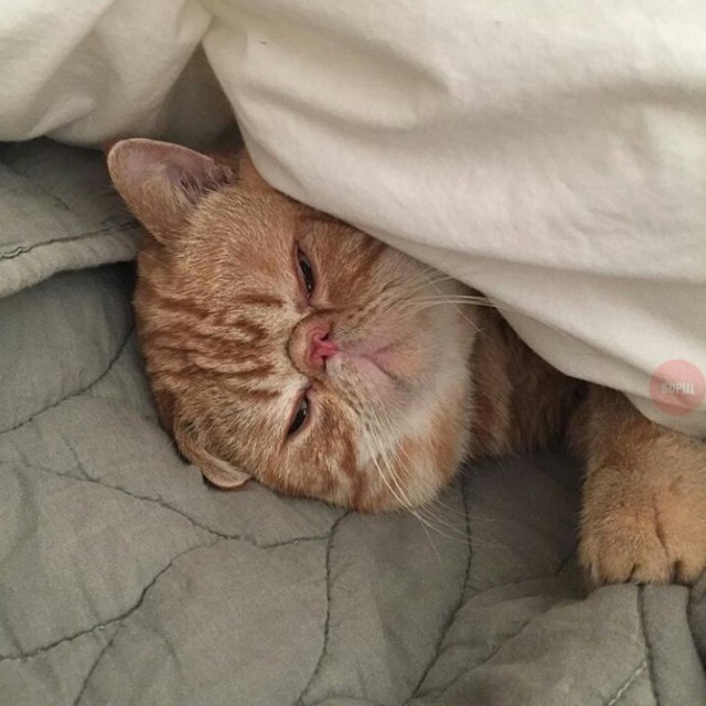 Коты и Кошки