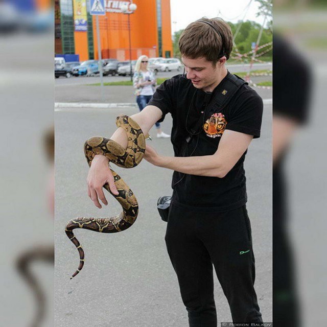 Живность из сети