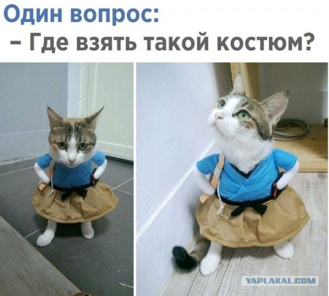 Осеннему котовторнику быть!