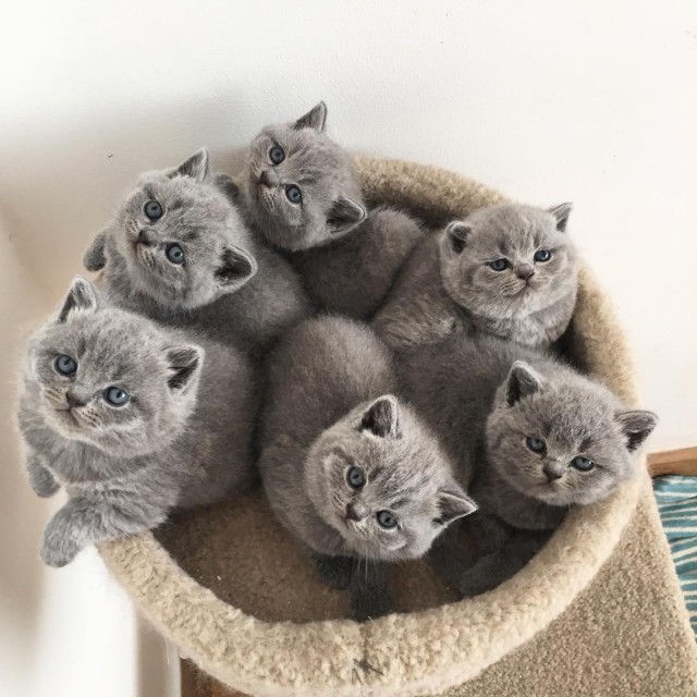 Коты и Кошки