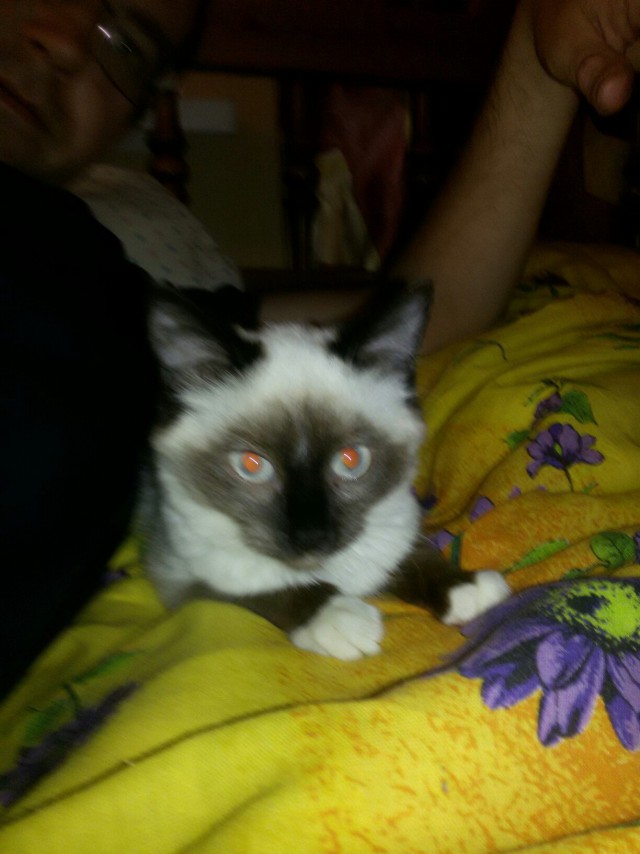 Коты и Кошки