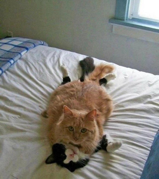 Коты и Кошки
