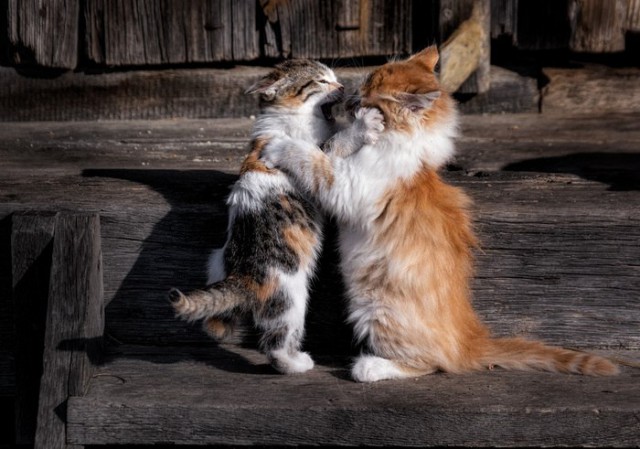 Коты и Кошки