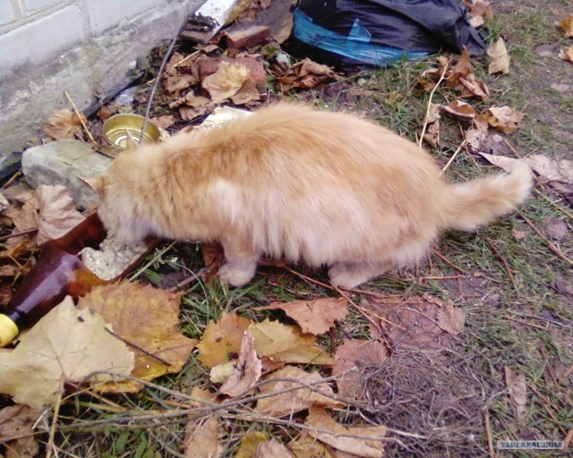 Добра история