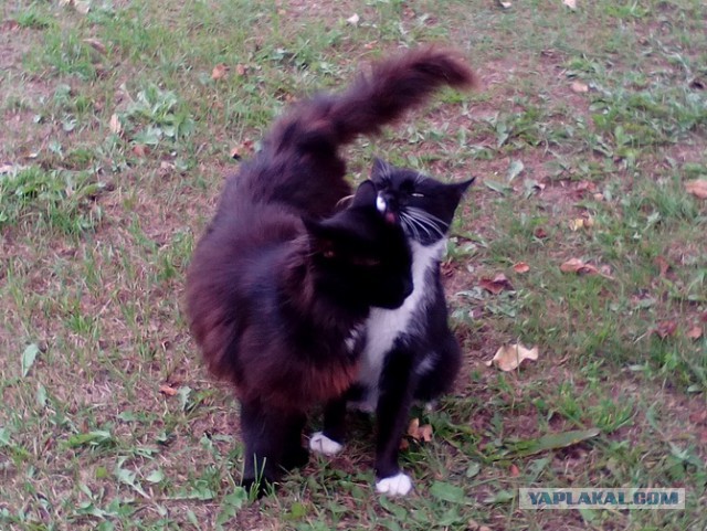 Котовторник 20.02.18