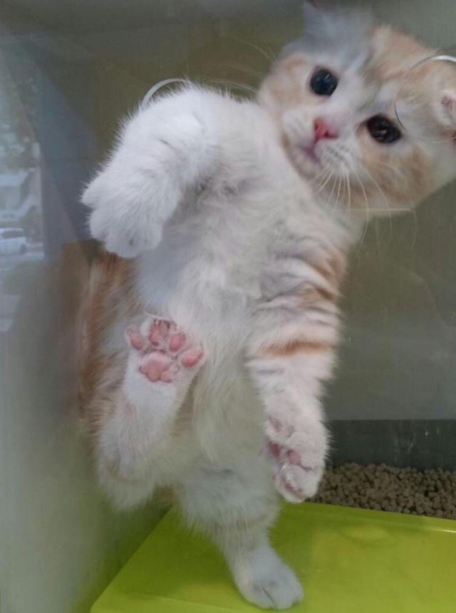 Фотобомбы котов