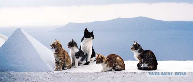 Котовторник на ЯПе