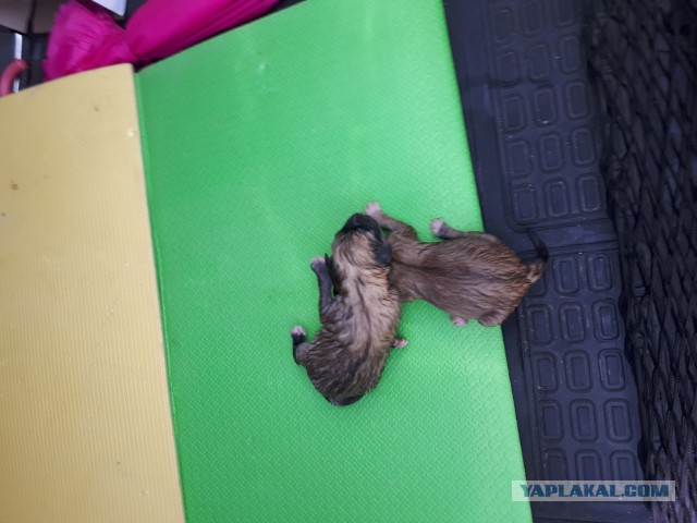 Нашел все же себе пару! не для слабонервных!