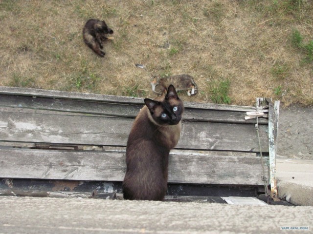 Кошарий