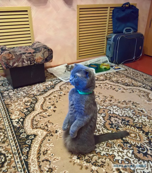 Кошачье любопытство