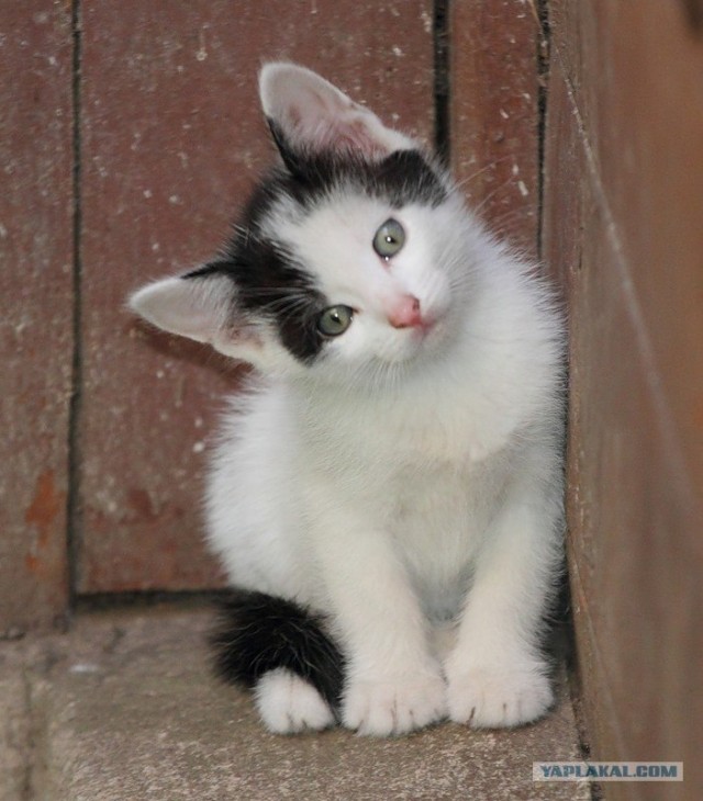 Котовторник с Кузей