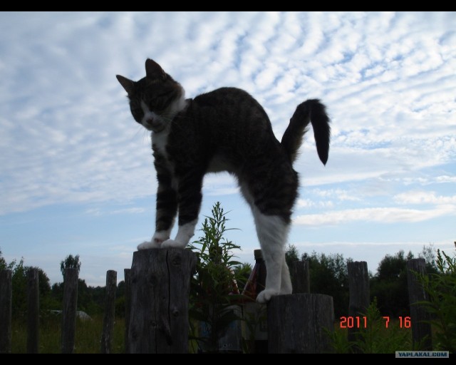 Сонный Котовторник